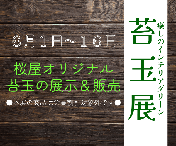 【6月1日～16日】苔玉展を開催します