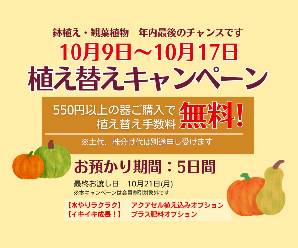 【10月9日～17日】年内最後の植え替えキャンペーン 開催♪