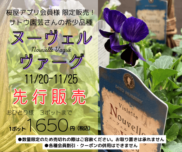 【桜屋公式アプリ会員様限定販売】サトウ園芸さんパンジー＆ビオラが入荷決定！