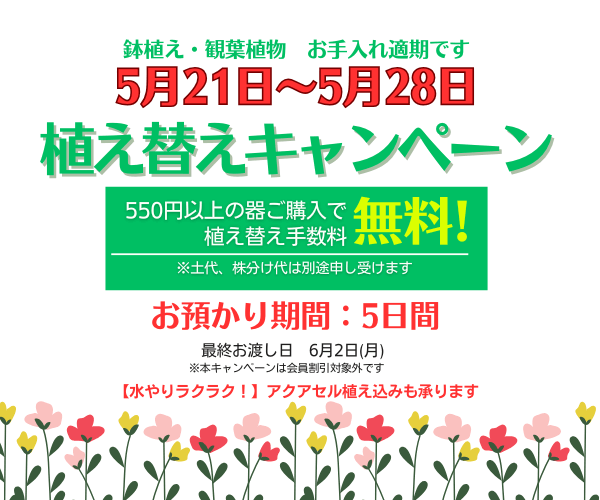 【5月21日～28日】大好評♪植え替えキャンペーン