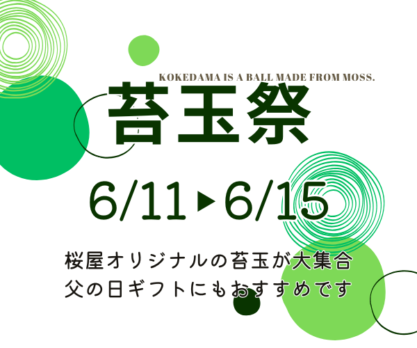 【6月11日～15日】苔玉祭　開催 !