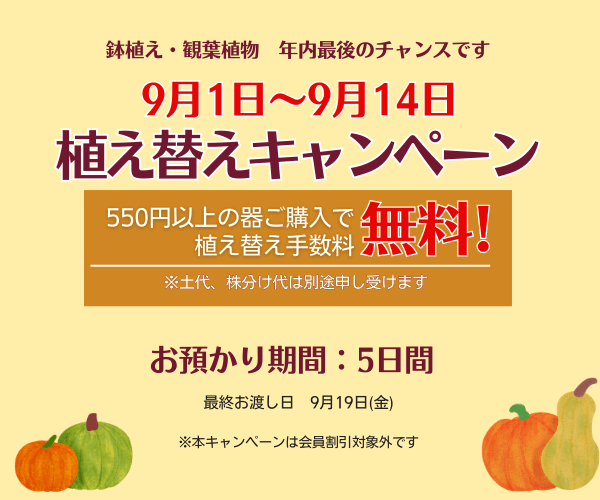 【9月1日～14日】年内最後の植え替えキャンペーン 開催♪