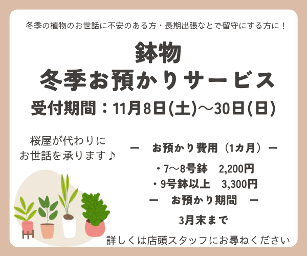 【11月8日～30日】鉢物　冬季お預かりいたします！