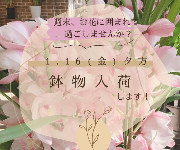1月16日(金)入荷のおしらせ